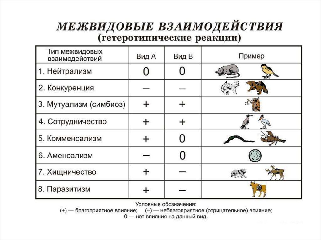 Презентация типы взаимоотношений организмов 11 класс