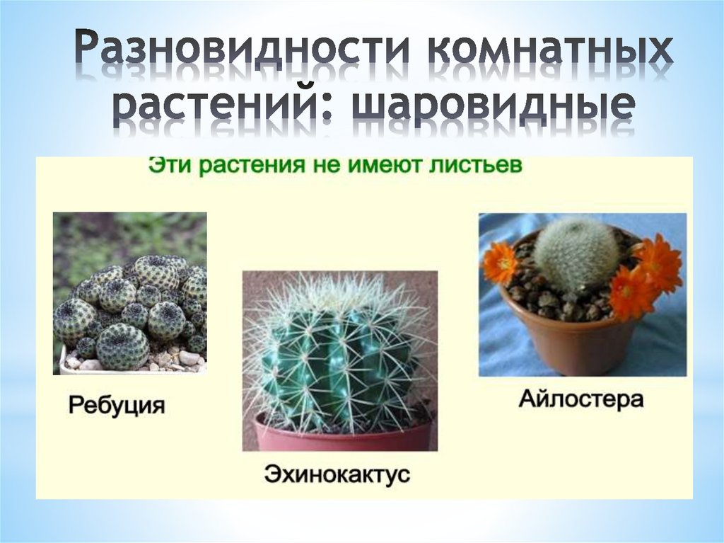 Разновидности комнатных растений: шаровидные