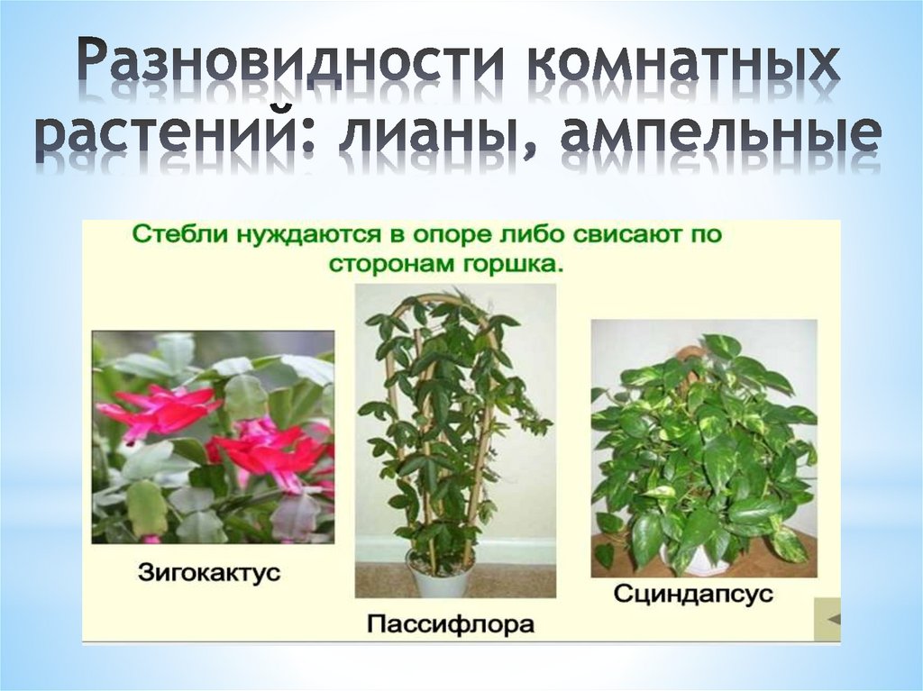 Лиана комнатное растение виды названия и фото и описание