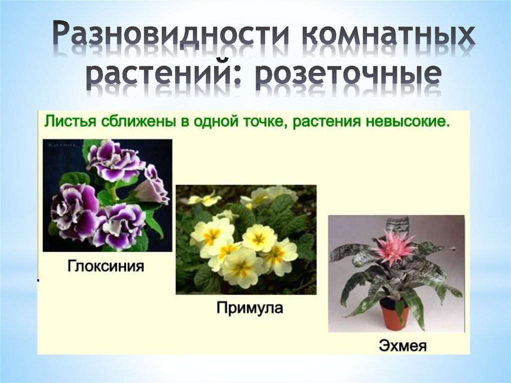 Разновидности комнатных растений: розеточные