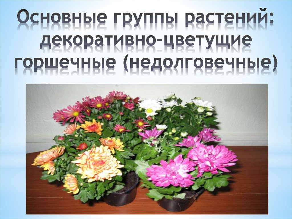 Основные группы растений: декоративно-цветущие горшечные (недолговечные)