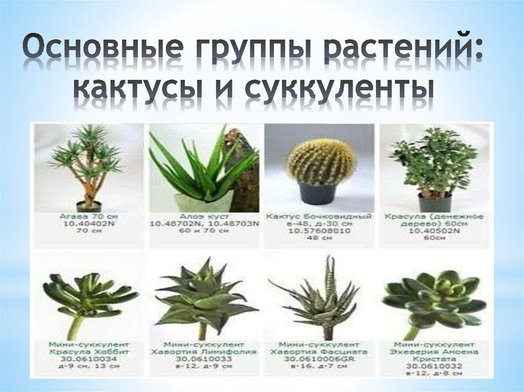 Виды суккулентов фото и названия на русском языке комнатные растения