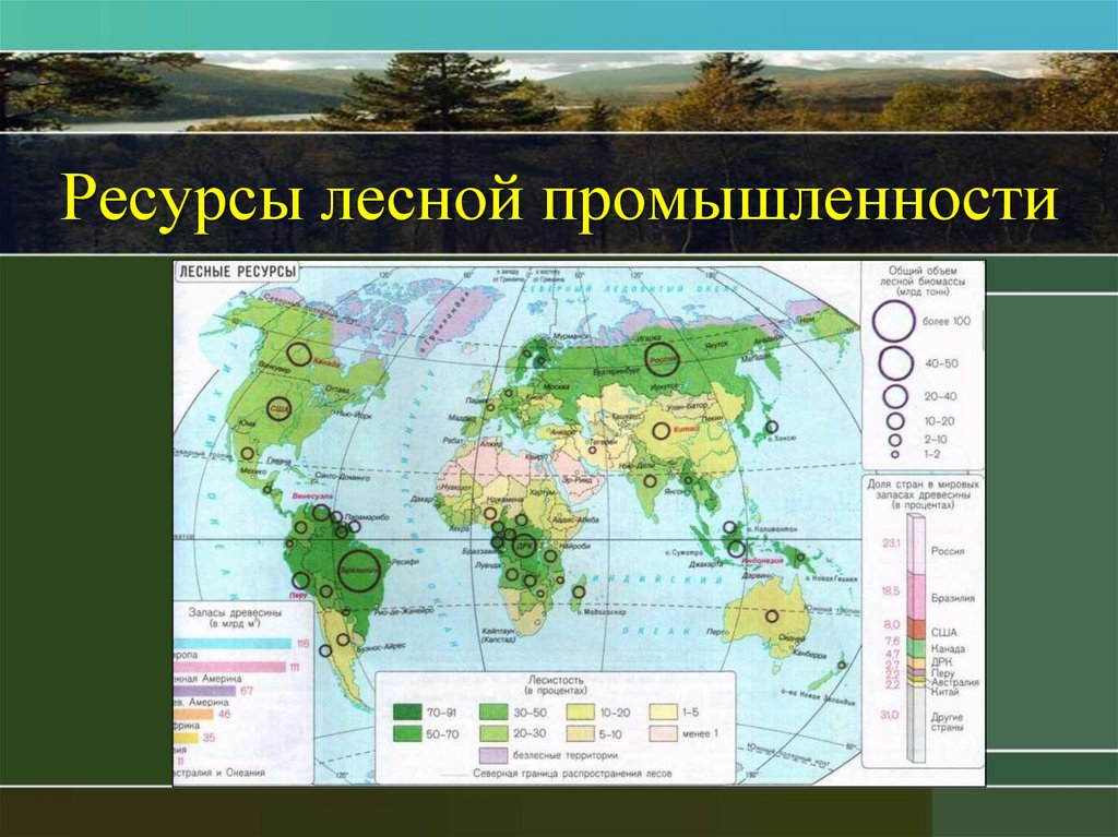 Регионы россии богатые лесными ресурсами