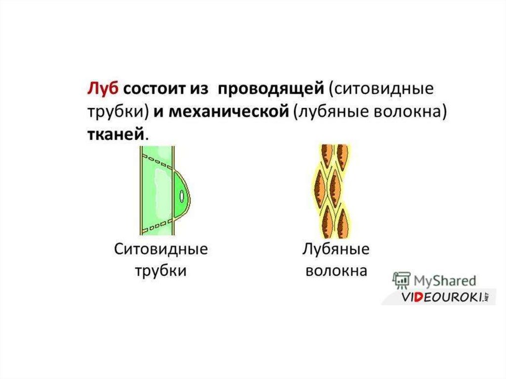 Типы строения стеблей