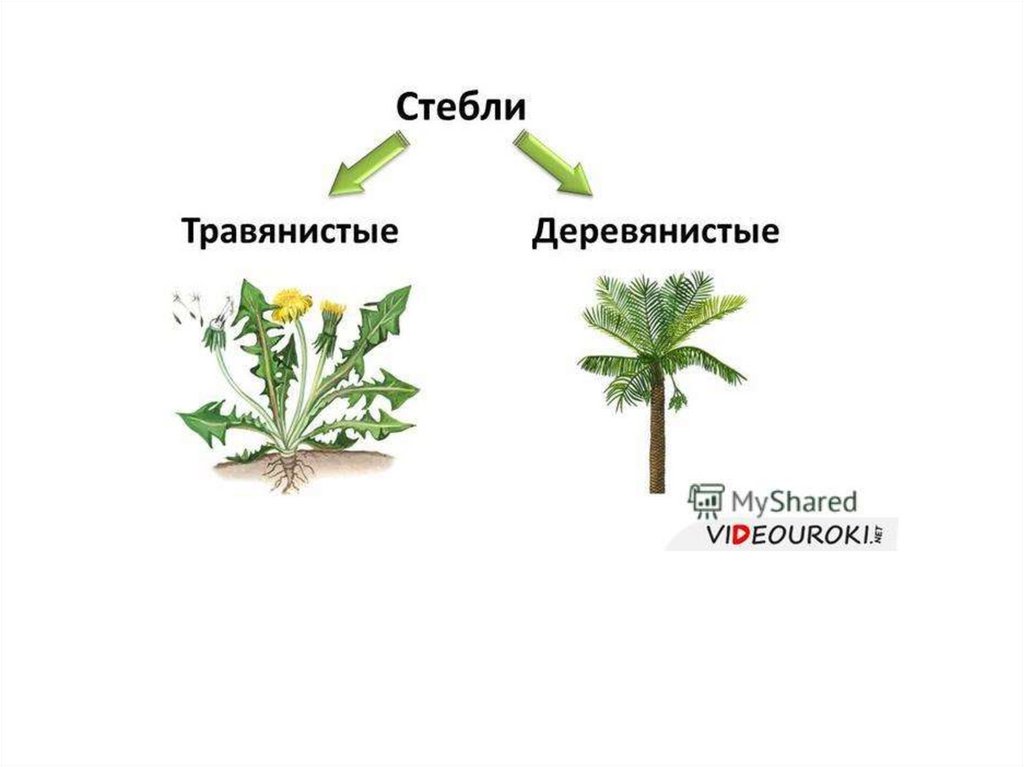 Строение травянистого растения 6 класс. Травянистые и деревянистые стебли. Типы стеблей травянистые и деревянистые. Деревянистый стебель. Стебель травянистый или одревесневший.