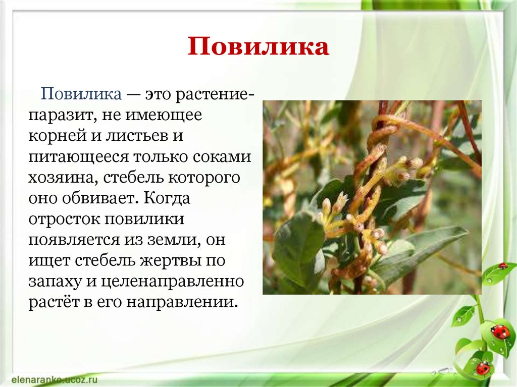 Повилика консумент. Повилика среда обитания. Повилика растение паразит. Повилика карантинный сорняк. Повилика Клеверная - стеблевой паразит.