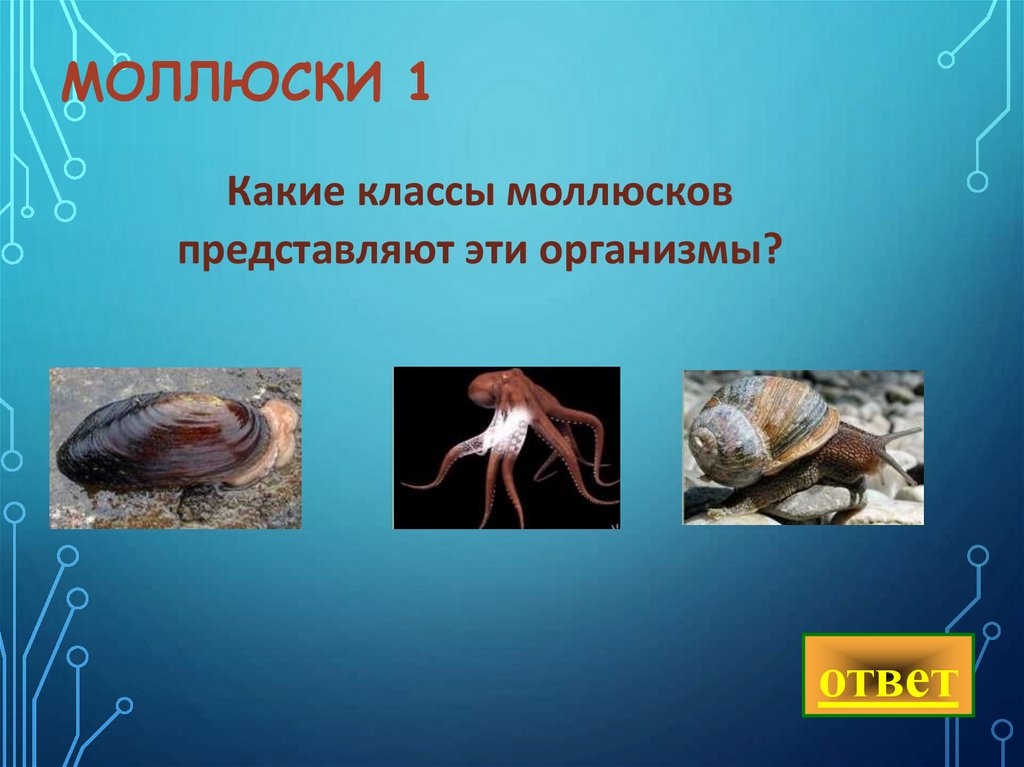 Моллюски 1