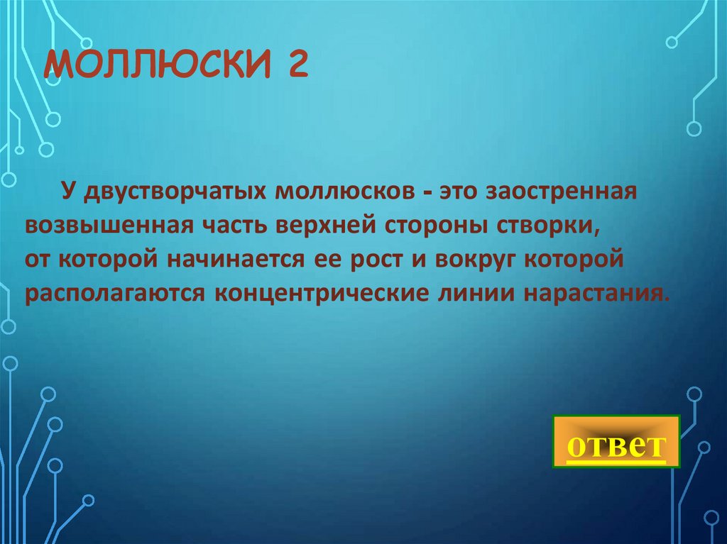 Моллюски 2