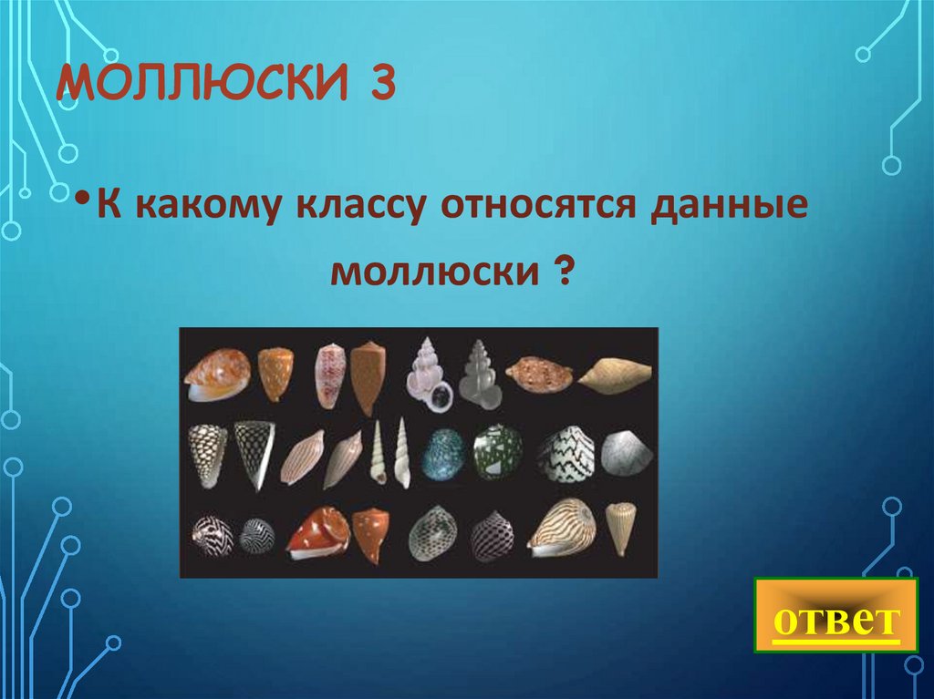 Моллюски 3