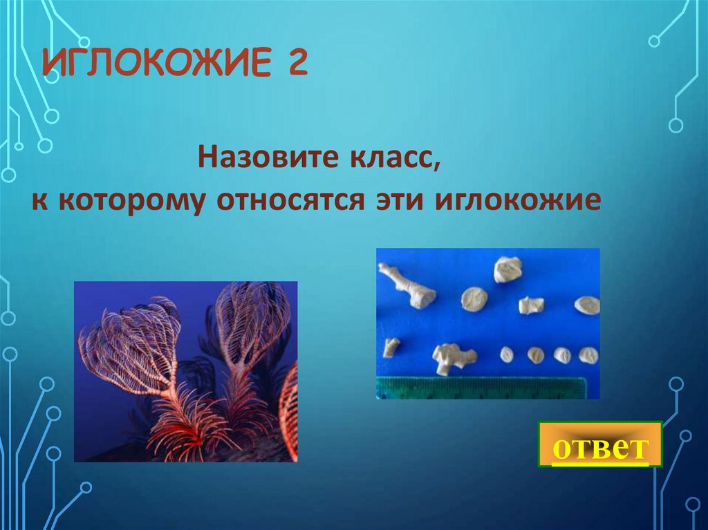 иглокожие 2