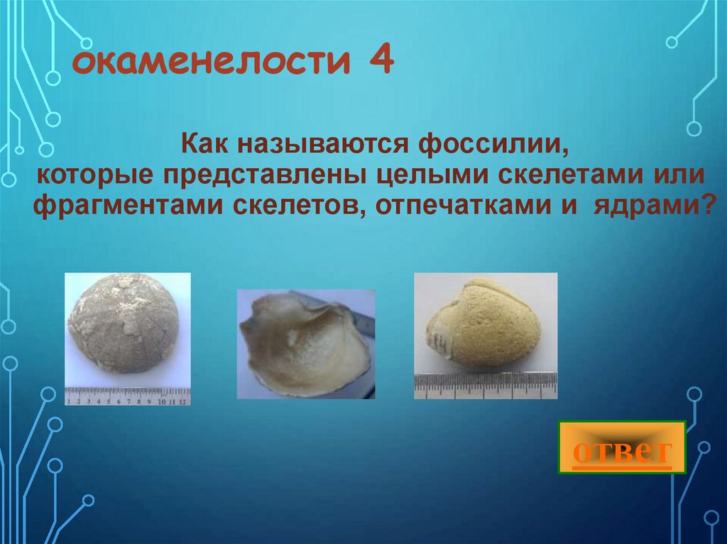 Как называются фоссилии, которые представлены целыми скелетами или  фрагментами скелетов, отпечатками и  ядрами?