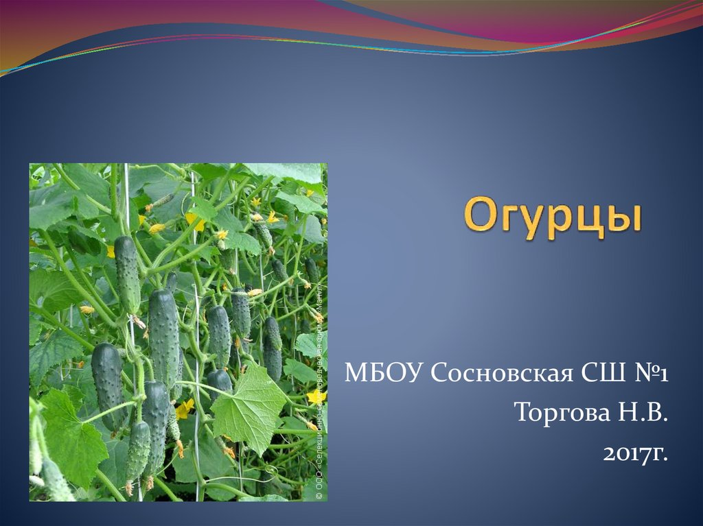 Огурцы сорт лист. Огурцы сорт лист