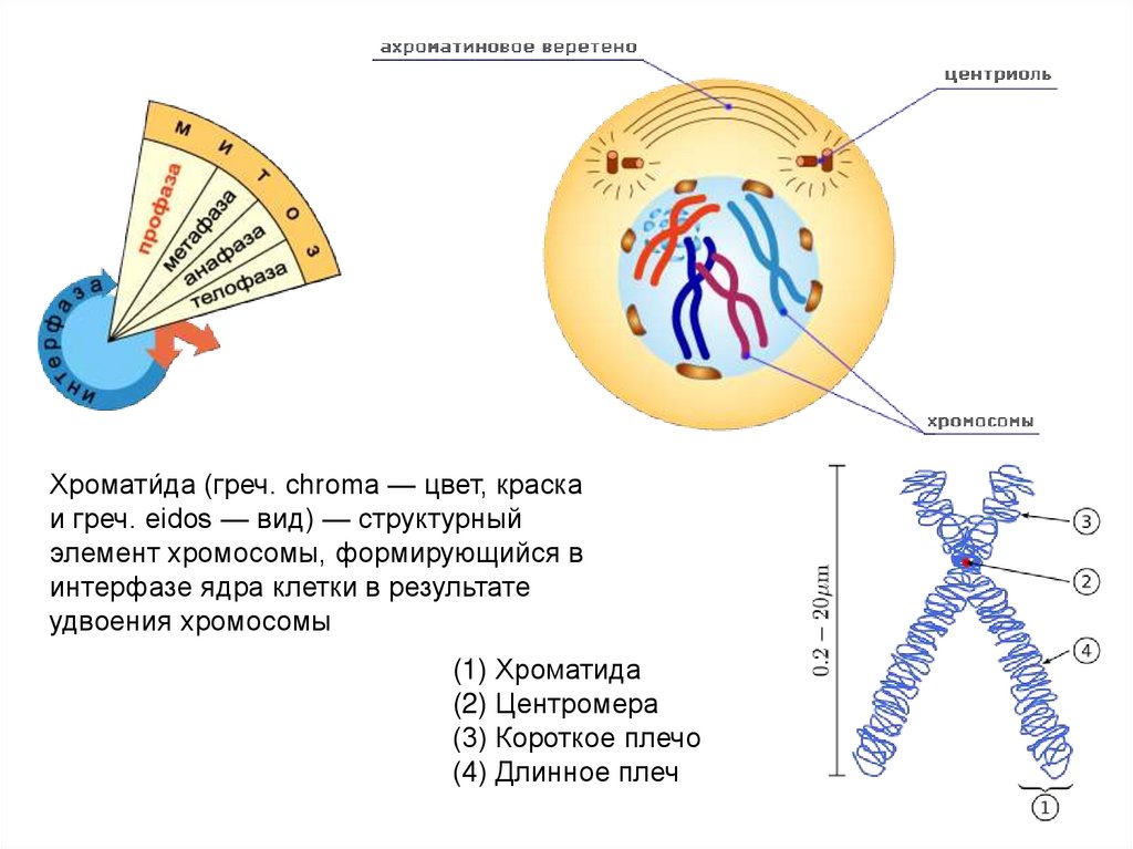 Хроматид в ядре. Хромосома и хроматида. Строение хроматиды. Хроматида состоит из. Хромосома хроматида центромера.