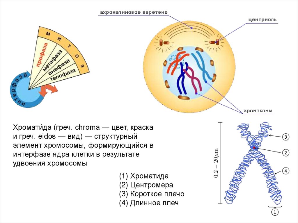 Хроматиды. Хромосома и хроматида. Строение хроматиды. Хроматида состоит из. Хромосома хроматида центромера.