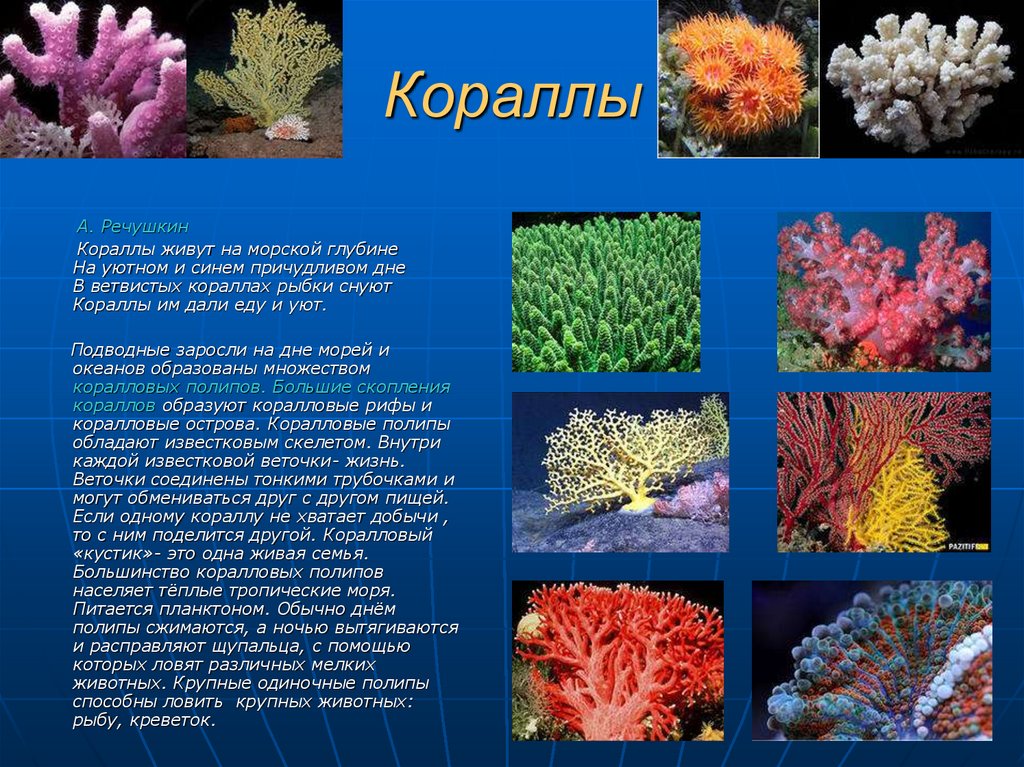 Презентация подводный мир 5 класс