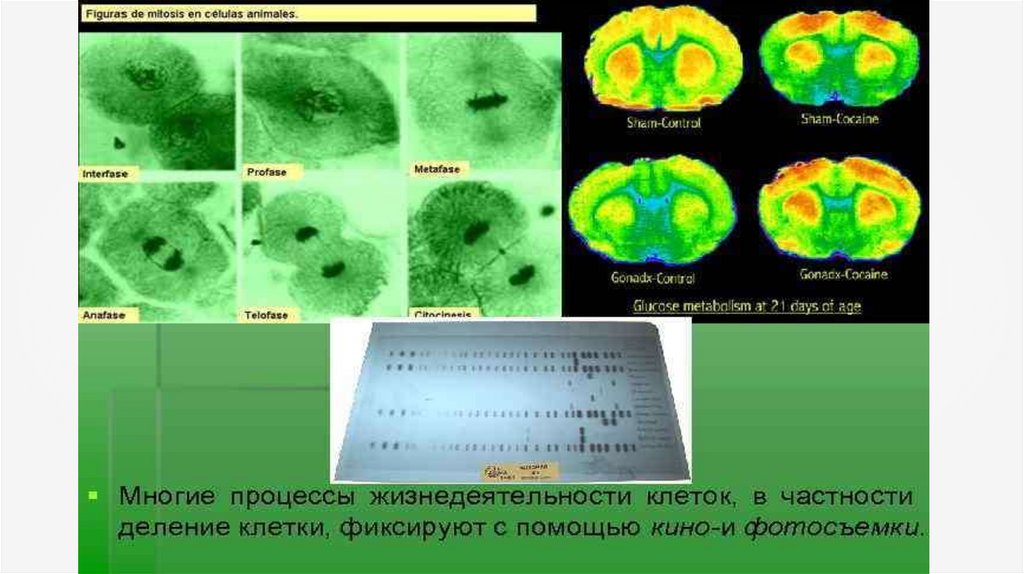 Методы цитологии. Методы современной цитологии. Методы клеточной биологии. Методы исследования клеток в цитологии. Кино и фотосъёмка метод изучения клетки.