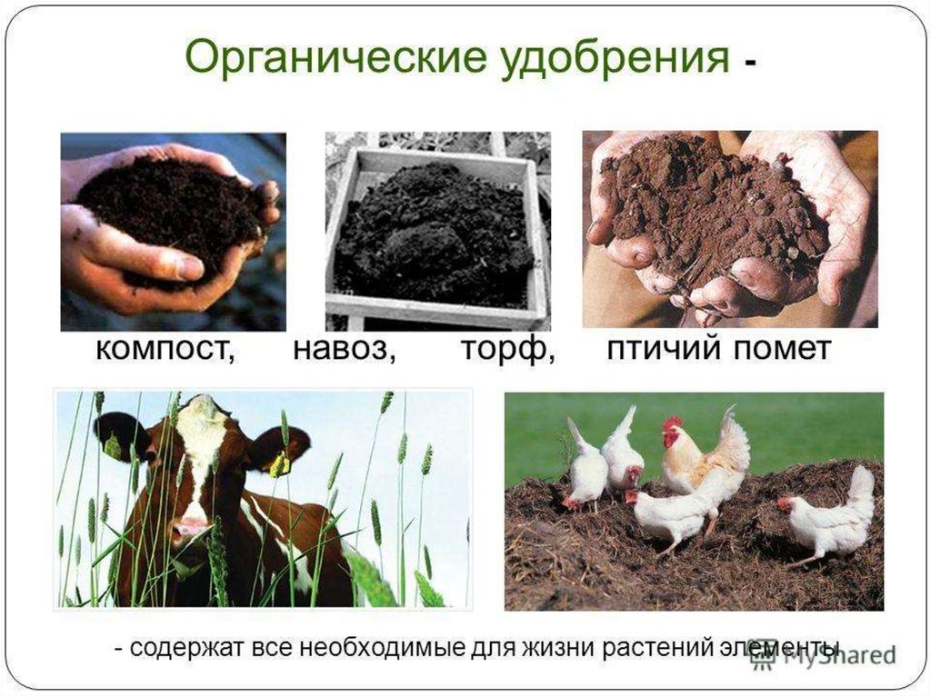 Правила навоз. Удобрение органическое. Виды органических удобрений. Органические удобрения для почвы. Почвенные биологические удобрения.