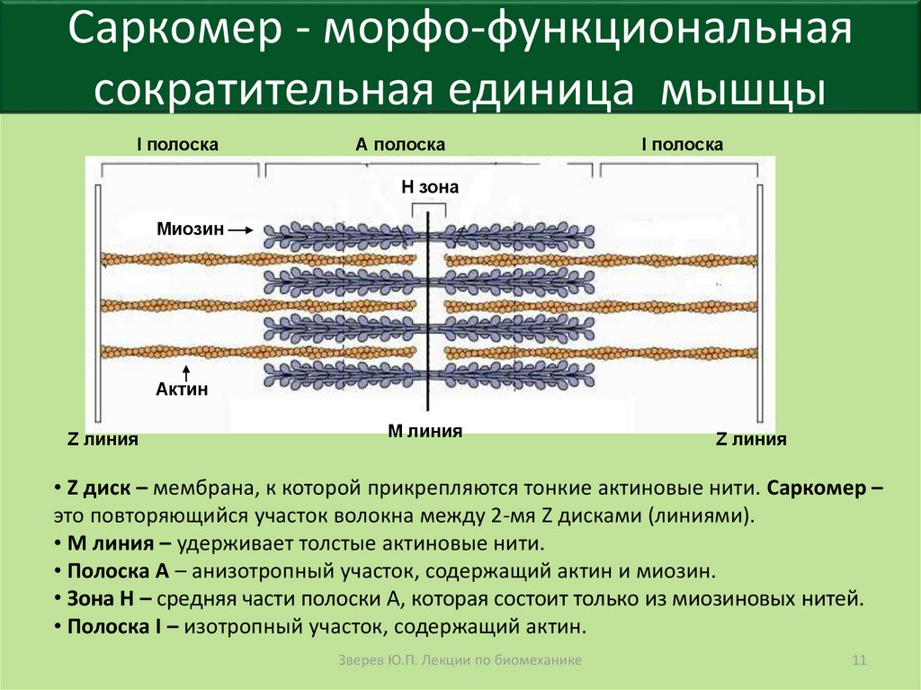 Саркомер рисунок гистология