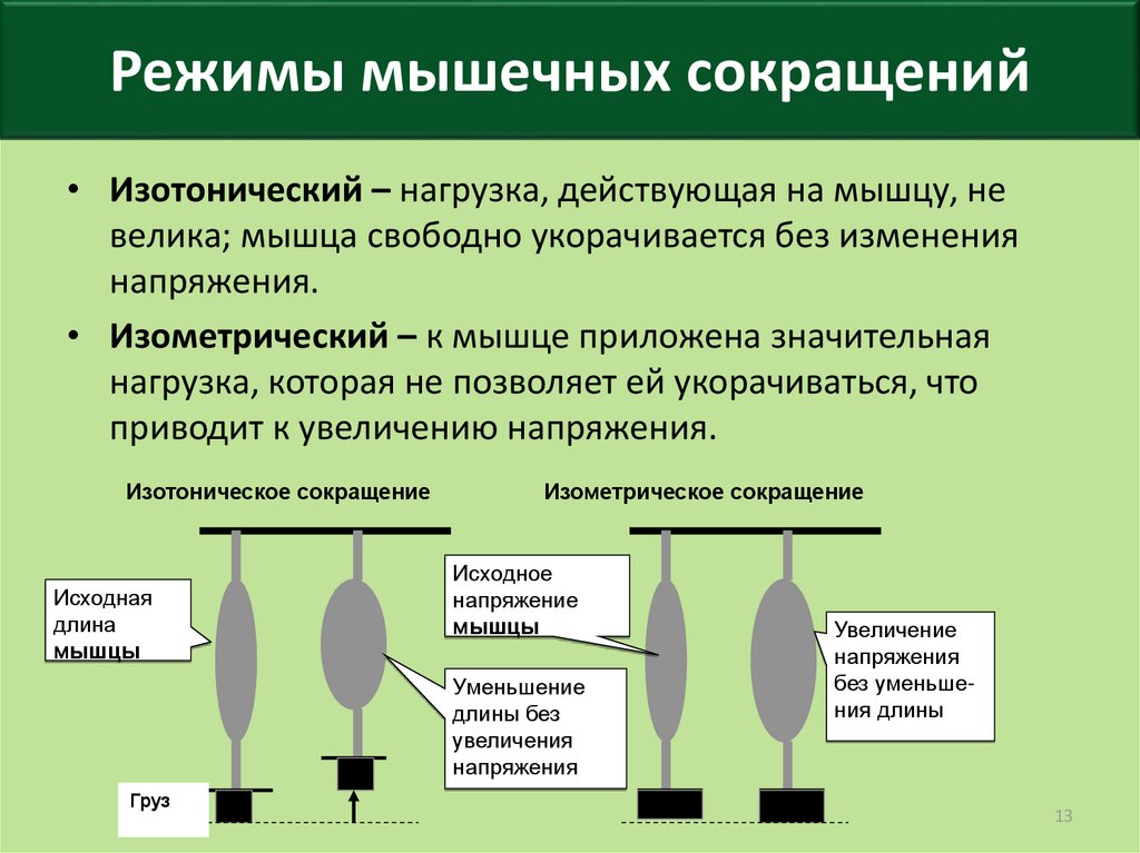 Режимы мышц