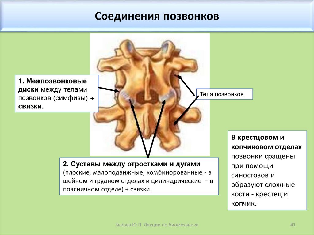 Соединения позвоночника суставы