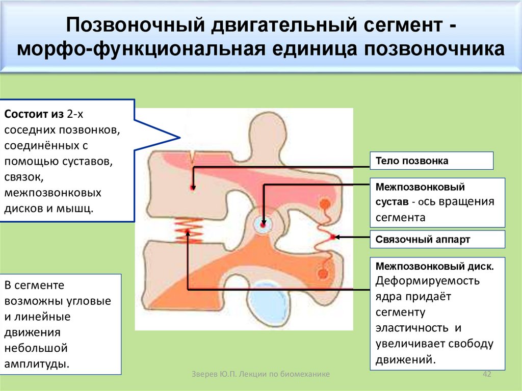 Морфо функциональные изменения организма