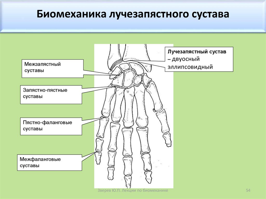 Форма лучезапястного сустава