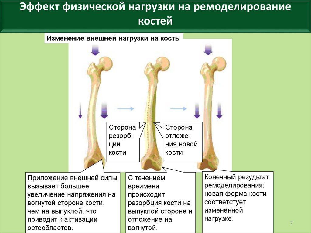 Характеристика кости