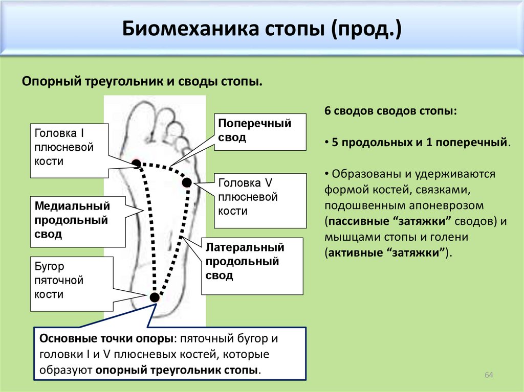 Биомеханика это в медицине