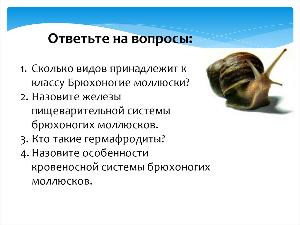 Внешнее строение раковин разных видов моллюсков сходны по