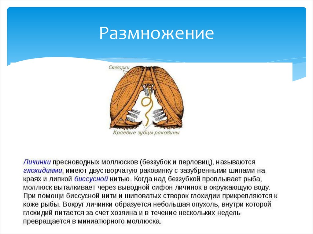 Размножение