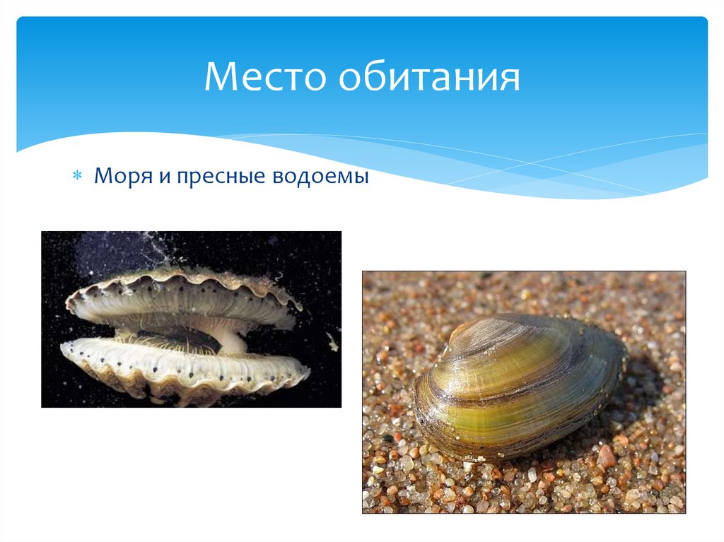 Место обитания