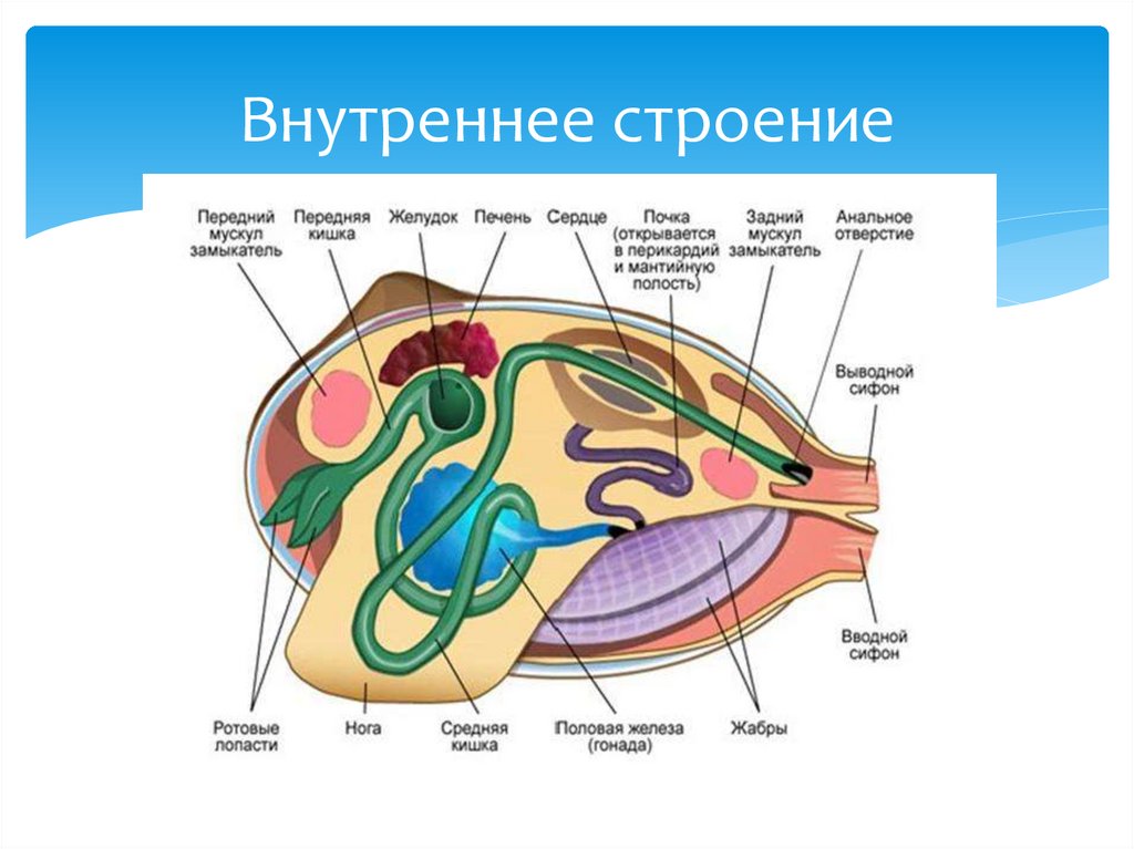 Внутреннее строение