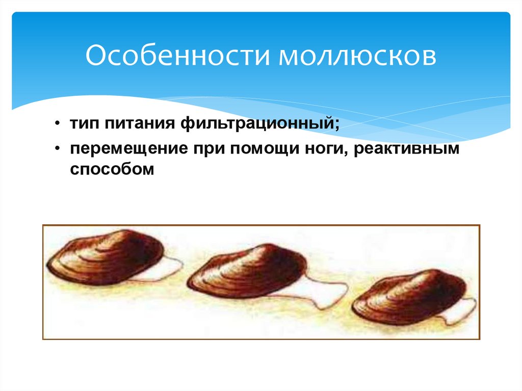 Особенности моллюсков