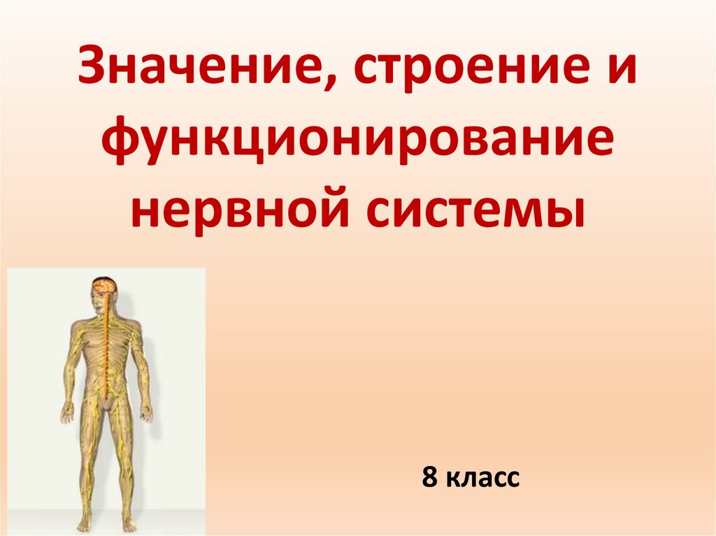 Значение строение и функционирование нервной системы 8 класс презентация пономарева