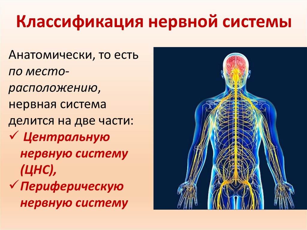 Нервные значение. Нервная система человека.