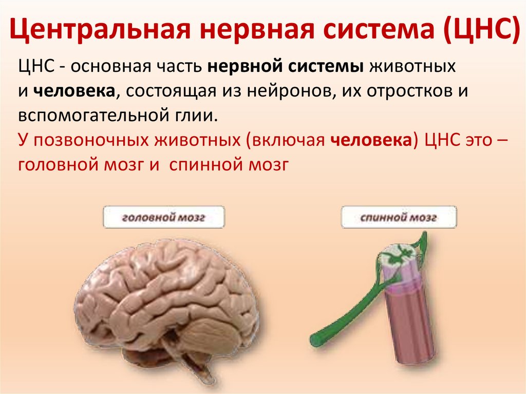 Функции среднего мозга 8 класс биология