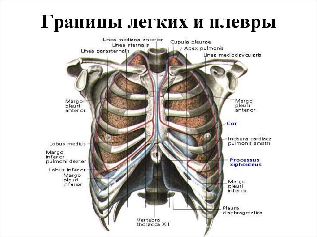 Задняя граница легких. Проекция границ легких и плевры. Проекционные границы легких и плевры топографическая анатомия. Схема грудной клетки топографическая анатомия. Границы грудной полости топографическая анатомия.