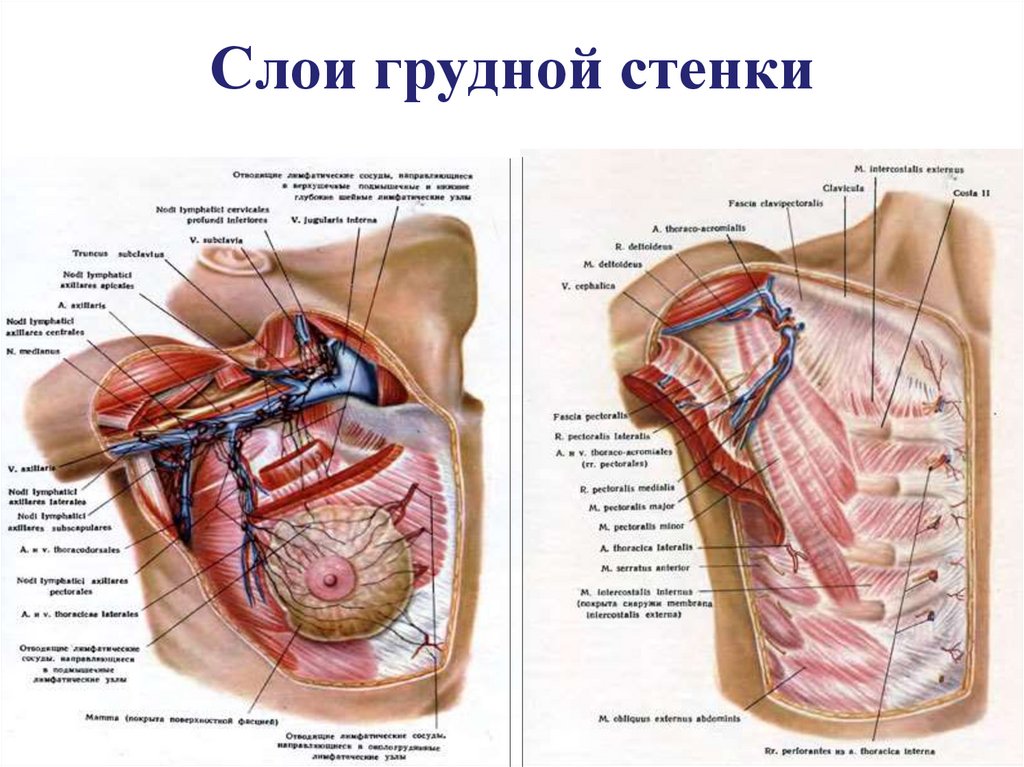 Органы под правой грудью. Слои грудной клетки топографическая анатомия. Послойное строение грудной клетки топографическая анатомия. Топография передней стенки грудины. Топографические слои грудная клетка.