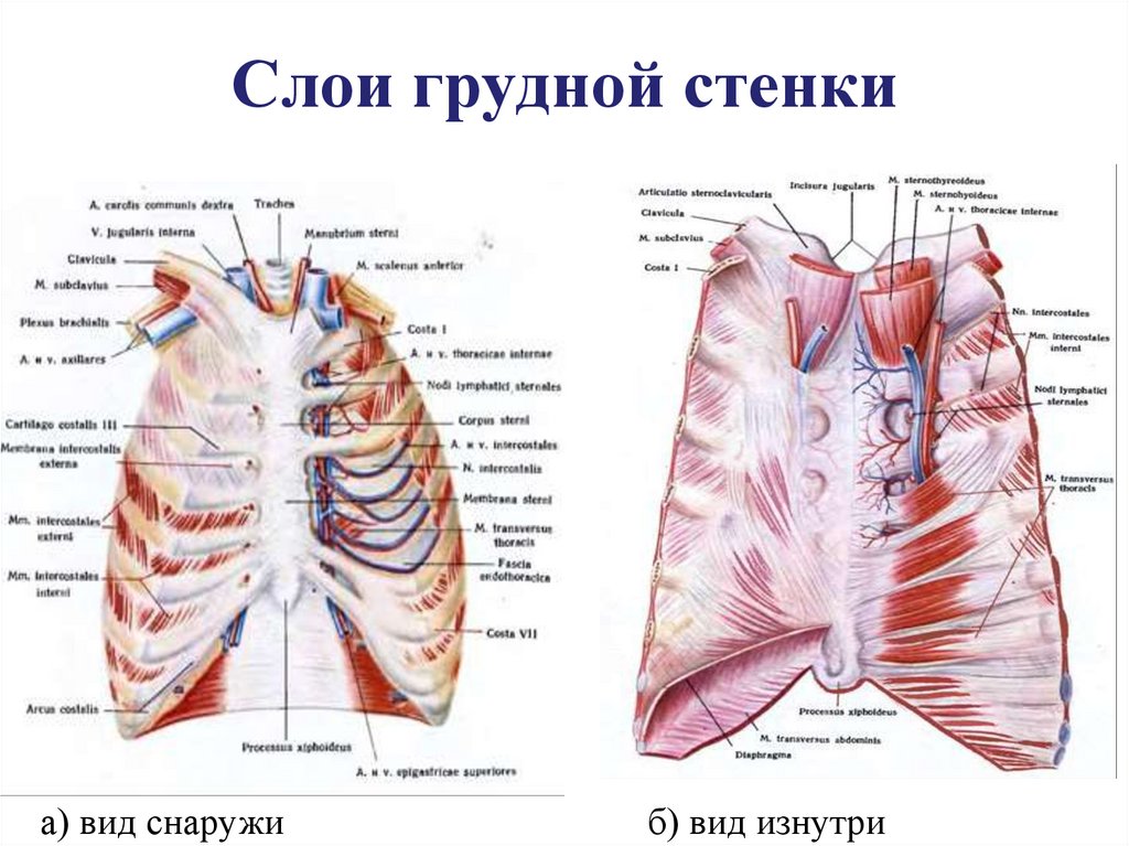 Площадь поверхности грудной клетки у человека. Слои грудной клетки топографическая анатомия. Области грудной клетки топография. Топография грудной стенки слои. Послойная анатомия грудной стенки.