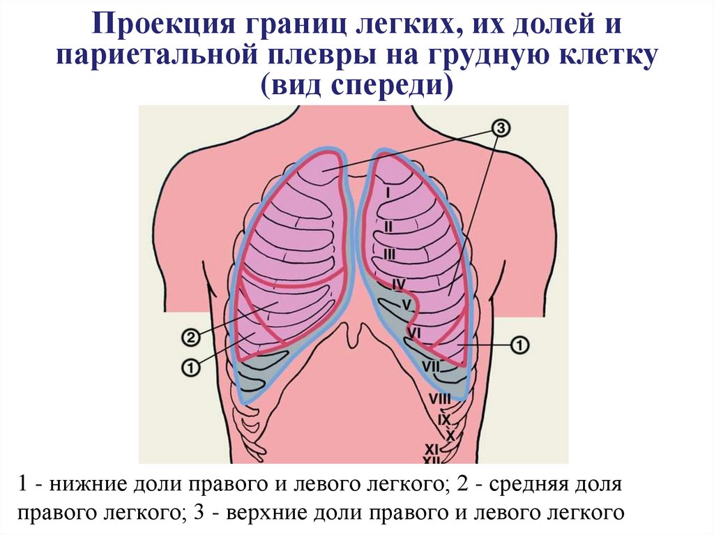 Органы плевральной полости. Проекция долей лёгких на грудную клетку. Проекция средней доли правого легкого на грудную клетку. Проекция границ легких и плевры на грудную клетку. Проекция границ лёгких на грудную клетку.