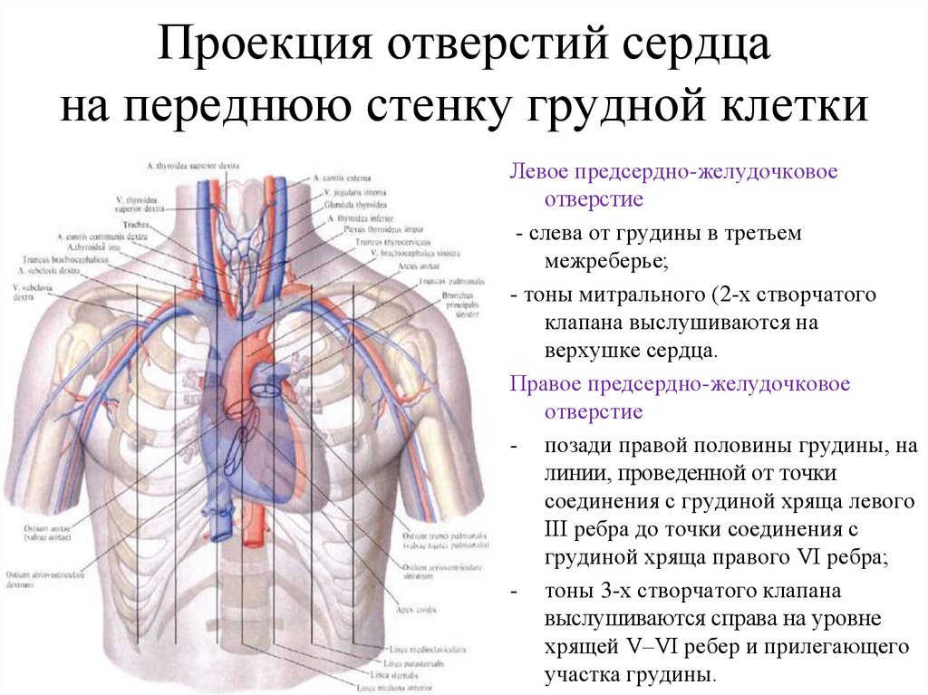 Грудное отверстие. Оперативная и топографическая анатомия грудной клетки. Топография грудной клетки топографическая анатомия. Границы грудной стенки топографическая анатомия. Топографическая анатомия и Оперативная хирургия грудной клетки.