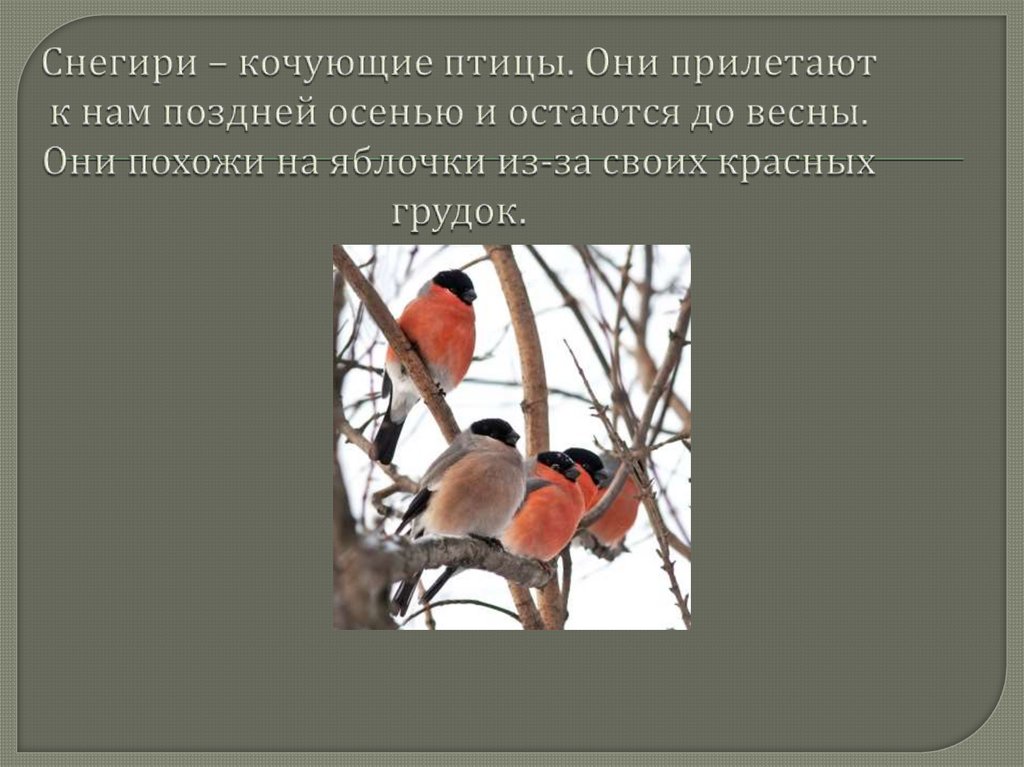Снегири – кочующие птицы. Они прилетают к нам поздней осенью и остаются до весны. Они похожи на яблочки из-за своих красных