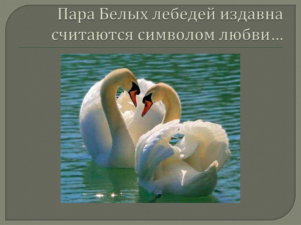 Пара Белых лебедей издавна считаются символом любви…