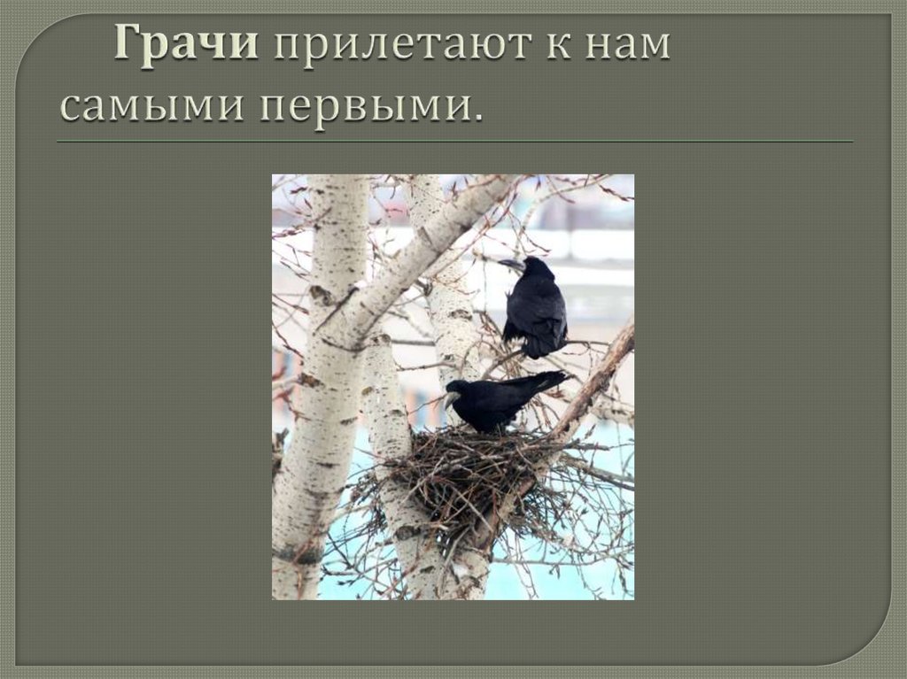 Грачи прилетают к нам самыми первыми.
