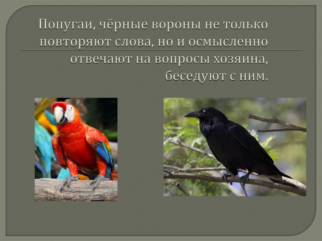 Попугаи, чёрные вороны не только повторяют слова, но и осмысленно отвечают на вопросы хозяина, беседуют с ним.