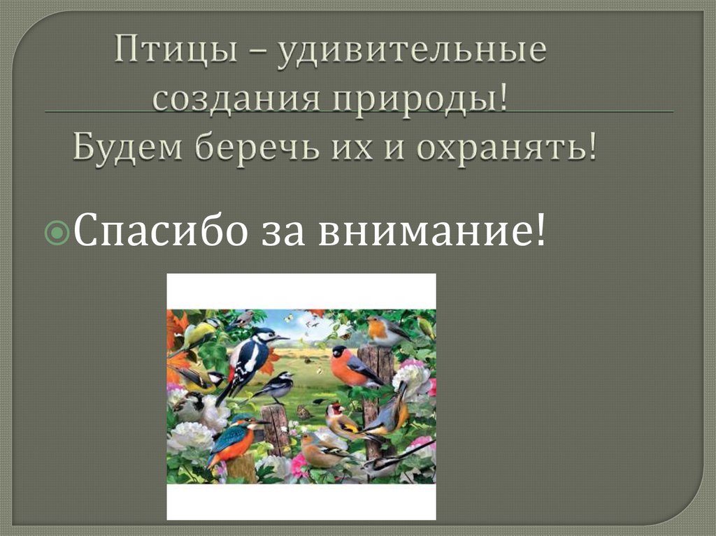 Птицы – удивительные создания природы! Будем беречь их и охранять!