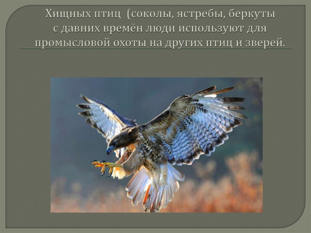 Хищных птиц (соколы, ястребы, беркуты с давних времён люди используют для промысловой охоты на других птиц и зверей.