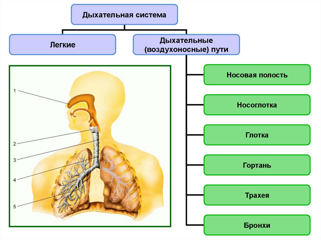 Презентация система дыхания