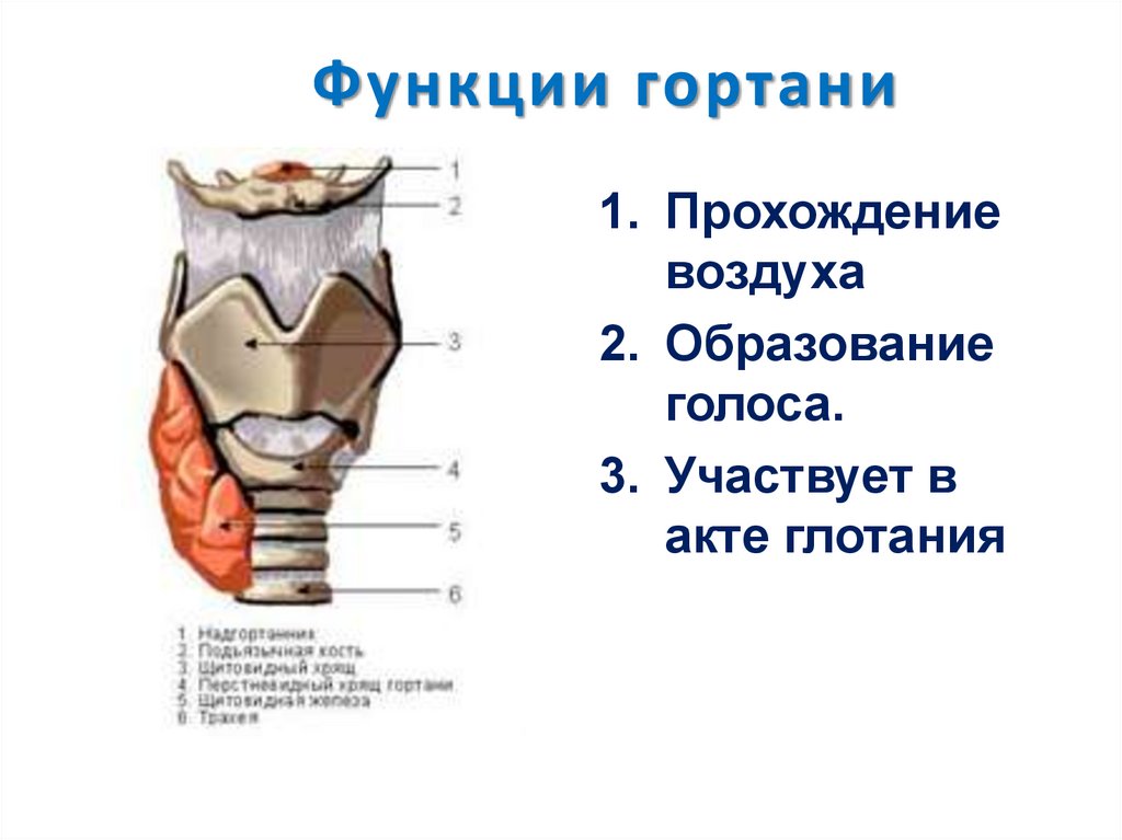 Функции гортани. Функции гортани человека. Гортань выполняет функции. Гортань функции гортани. Функции гортани в дыхательной системе.