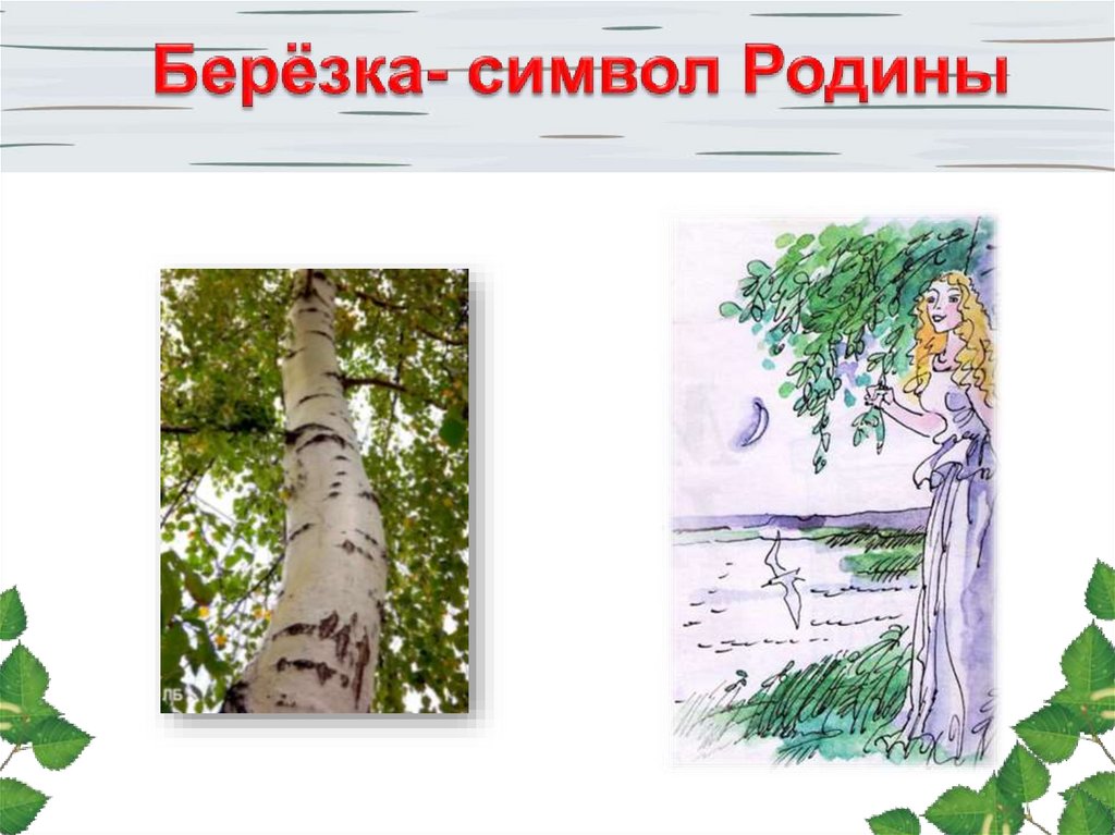 Символ русской березы. Береза символ Родины. Береза символ. Береза символ России. Рисунок Березка символ России.